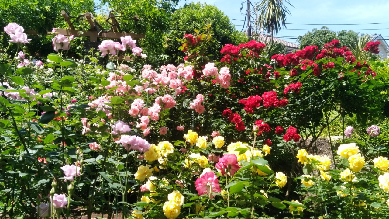 赤塚植物園